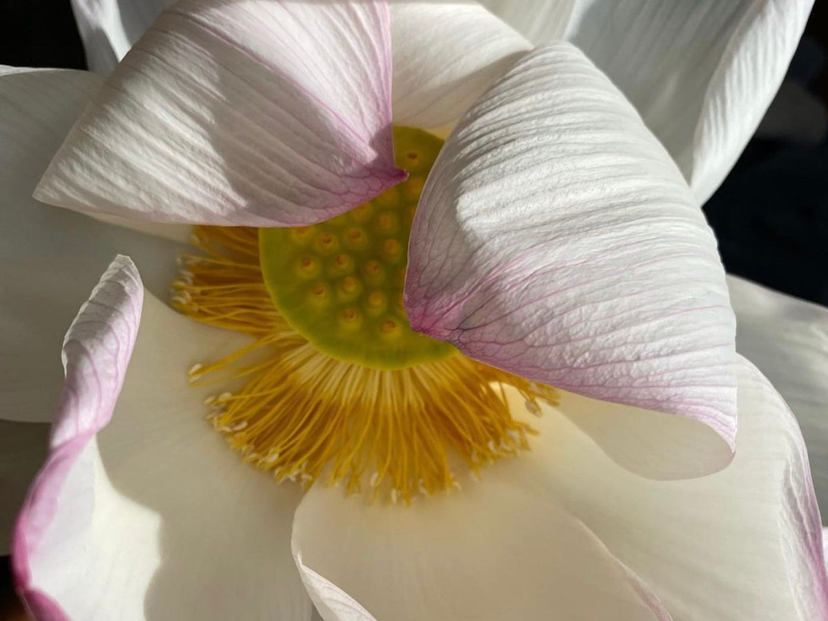 Music of Milk: Playlist 01